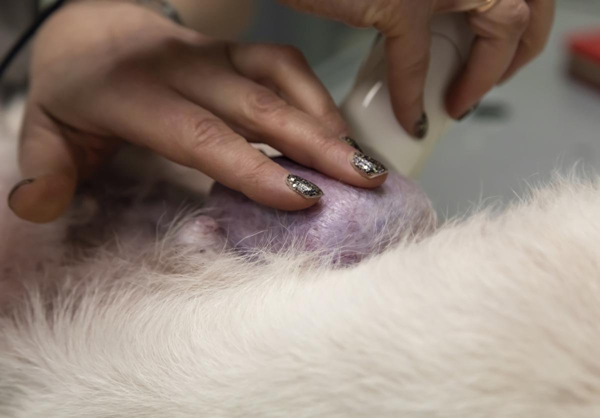 Tumores de mama em cadelas - O que preciso saber?