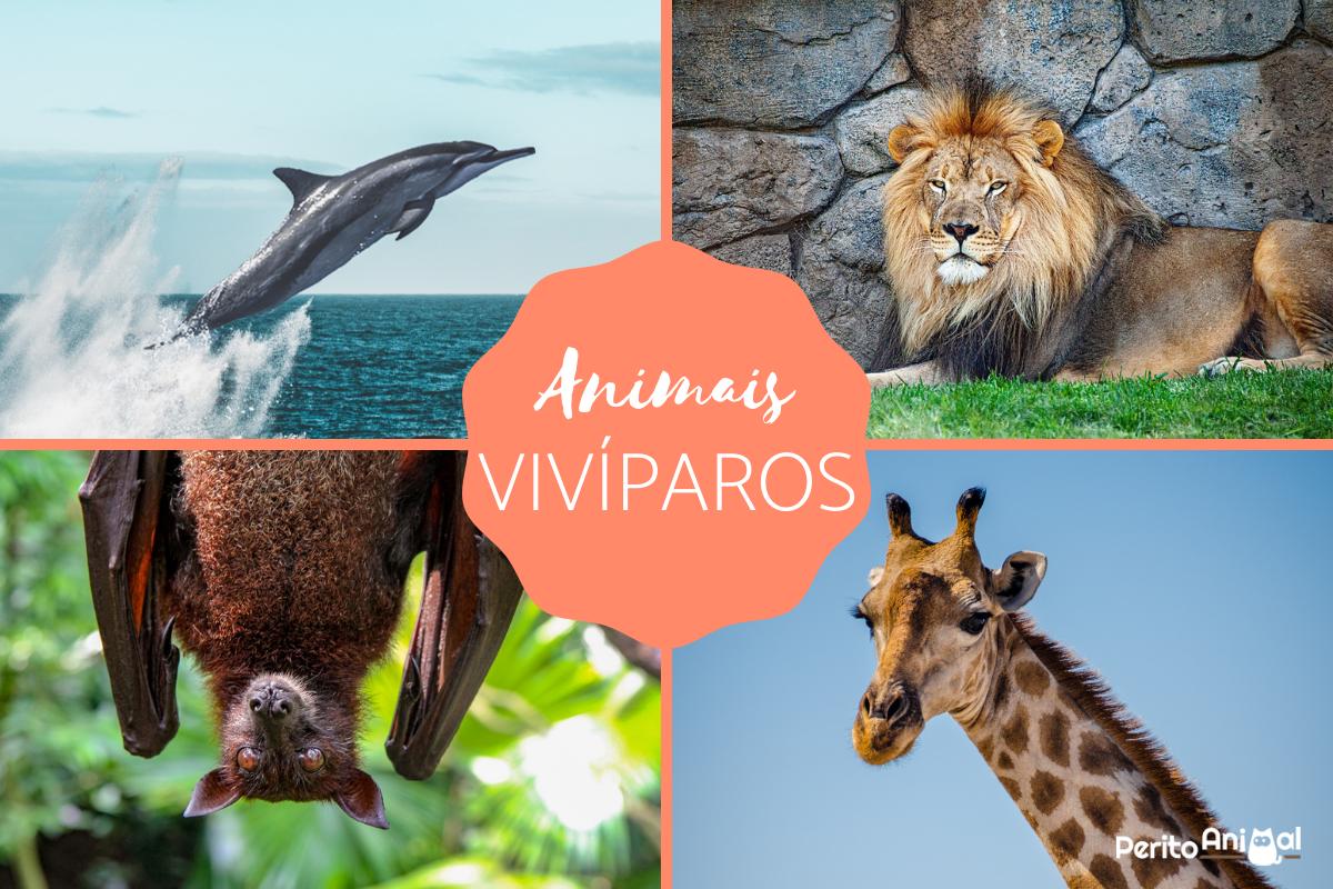 Animais vivíparos - Exemplos e características