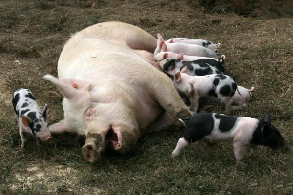 Animais vivíparos - Exemplos e características - Tipos de reprodução dos animais vivíparos