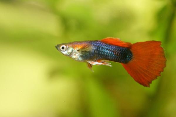 Quais são os tipos de guppy? - Guppy cofertail