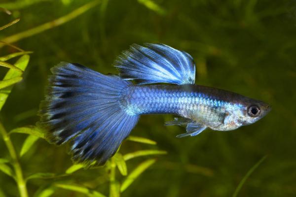 Quais são os tipos de guppy? - Guppy delta