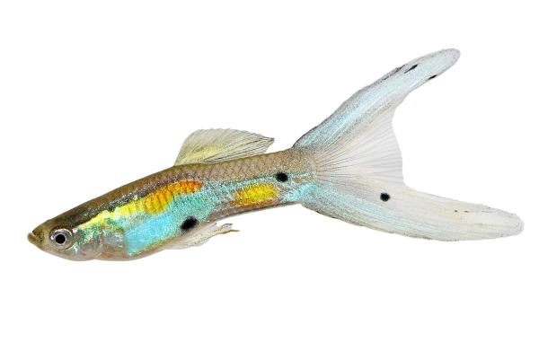 Quais são os tipos de guppy? - Guppy double swordtail