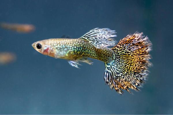 Quais são os tipos de guppy? - Guppy fantail
