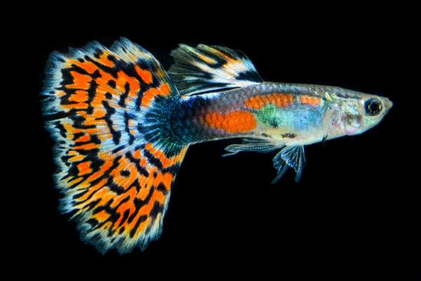 Quais são os tipos de guppy? - Guppy mosaico