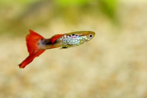 Quais são os tipos de guppy? - Guppy top swordtail e guppy bottom swordtail