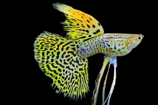 Quais são os tipos de guppy? - Guppy veiltail