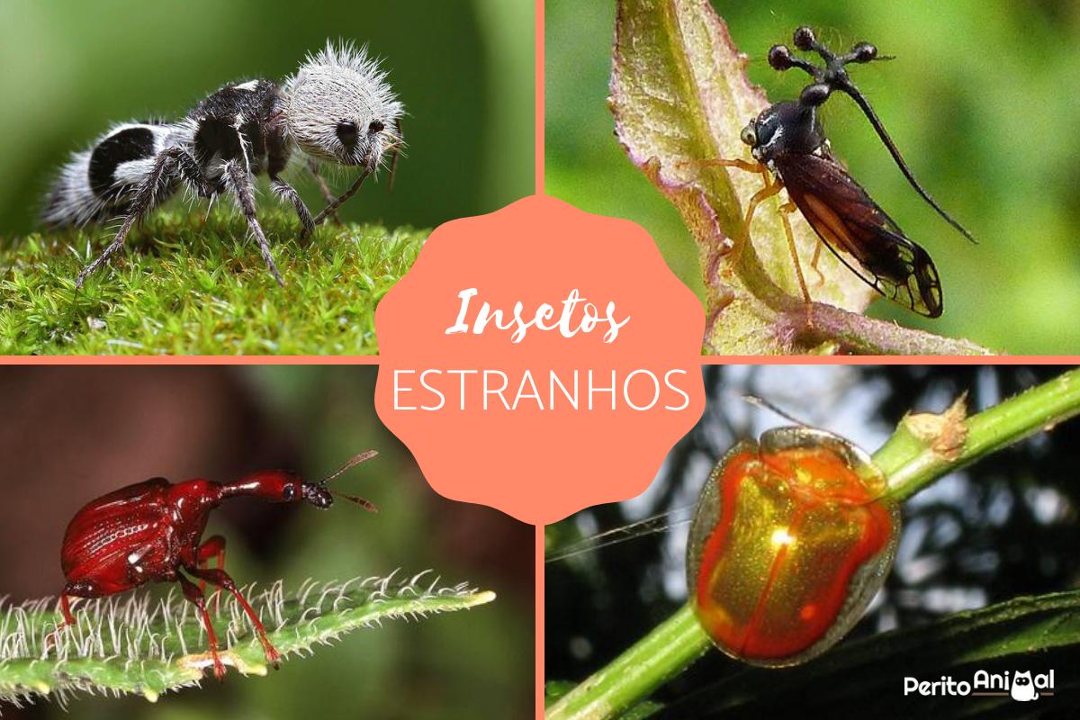 Os insetos mais estranhos do mundo