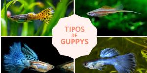 Quais são os tipos de guppy?