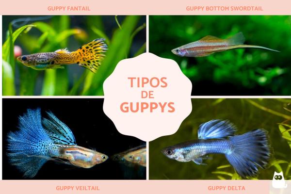 Quais são os tipos de guppy?