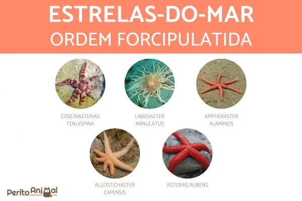 Tipos de estrelas-do-mar - Estrela-do-mar da ordem Forcipulatida