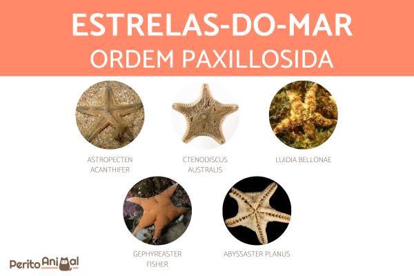 Tipos de estrelas-do-mar - Estrela-do-mar da ordem Paxillosida