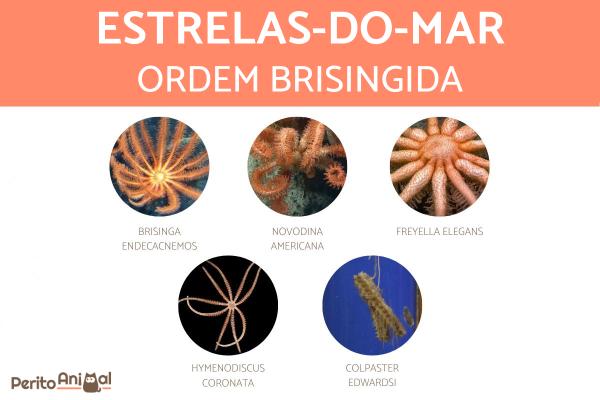 Tipos de estrelas-do-mar - Estrelas-do-mar da ordem Brisingida