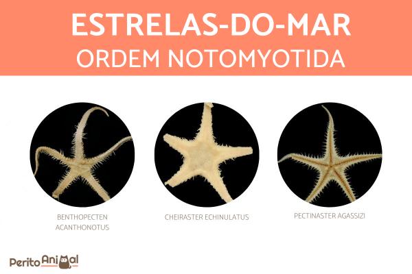 Tipos de estrelas-do-mar - Estrelas-do-mar da ordem Notomyotida