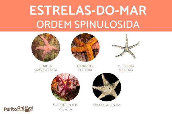 Tipos de estrelas-do-mar - Estrelas-do-mar da ordem Spinulosida