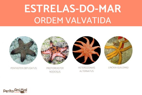 Tipos de estrelas-do-mar - Estrelas-do-mar da ordem Valvatida