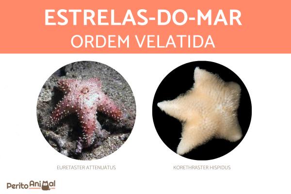 Tipos de estrelas-do-mar - Estrelas-do-mar da ordem Velatida