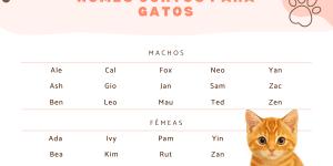 Nomes curtos para gatos