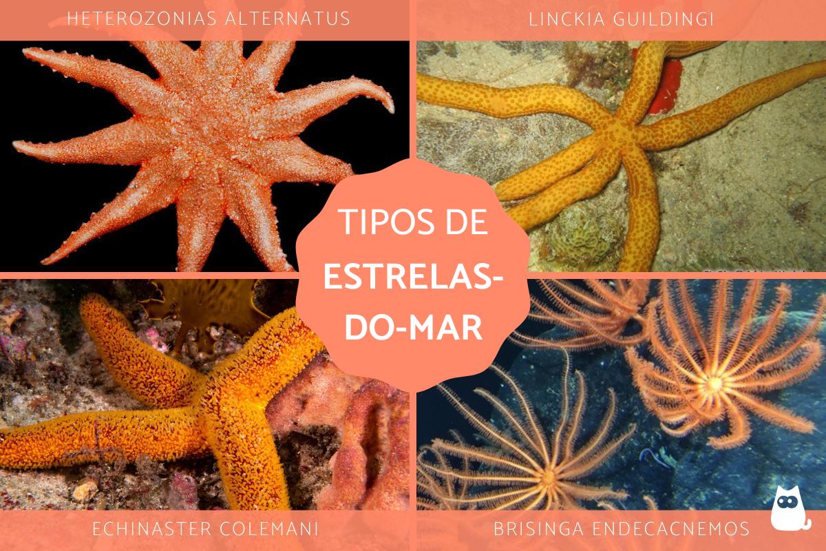 Tipos de estrelas-do-mar