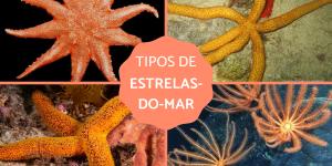 Tipos de estrelas-do-mar