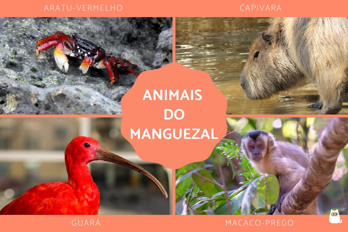 Animais do manguezal