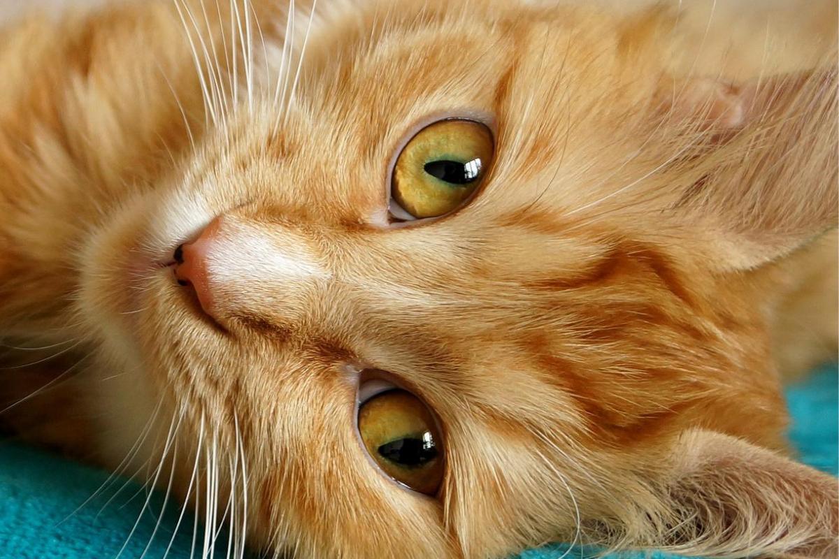 Colite em gatos - Sintomas e Tratamento