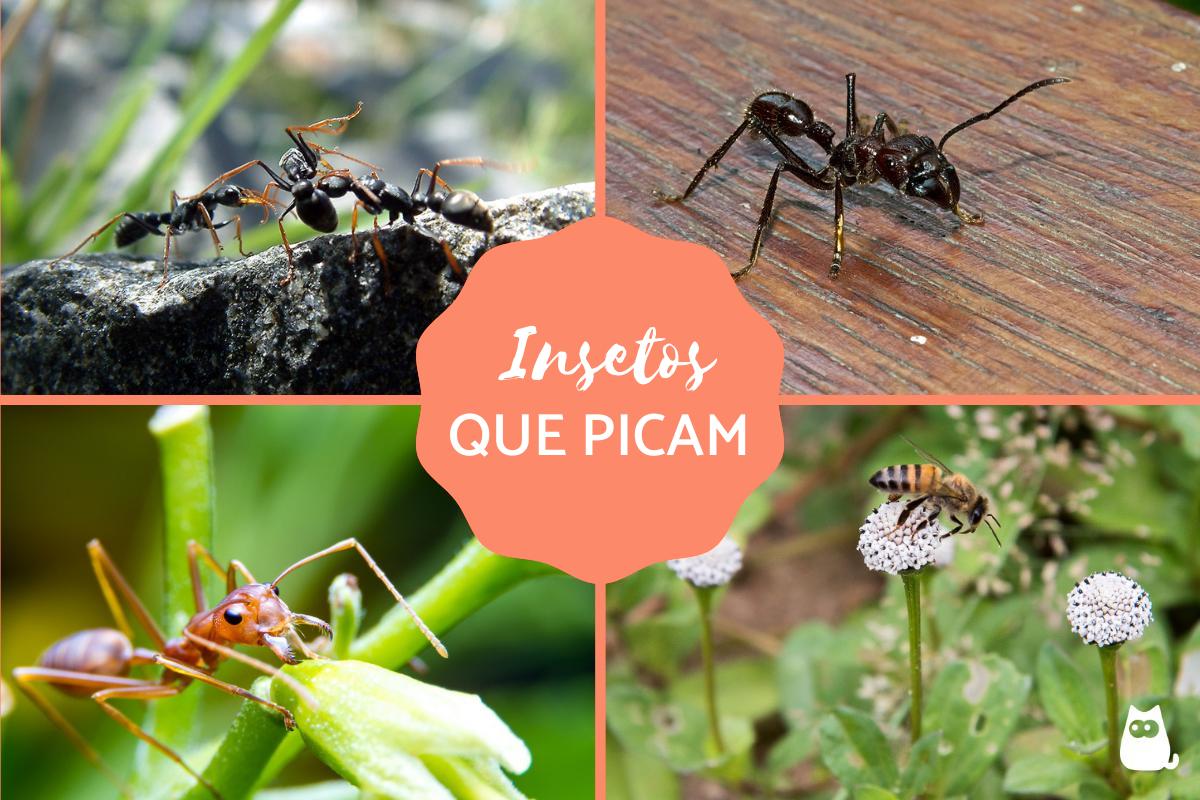 Insetos que picam - Tipos e características