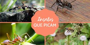 Insetos que picam - Tipos e características
