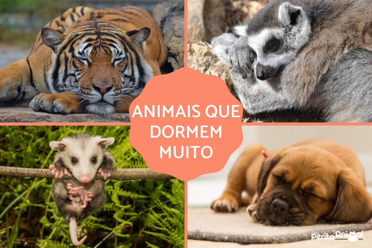 Animais que dormem muito