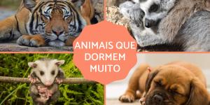 Animais que dormem muito