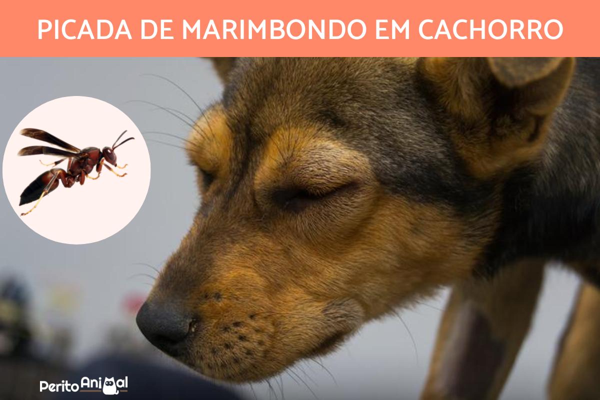 Picada de marimbondo em cachorro - Sintomas e remédios caseiros