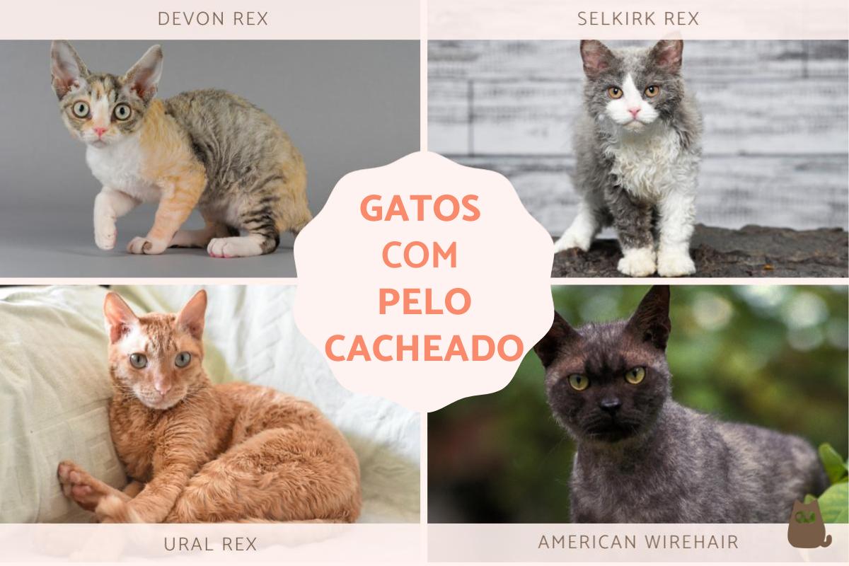 Raças de gatos com pelo cacheado