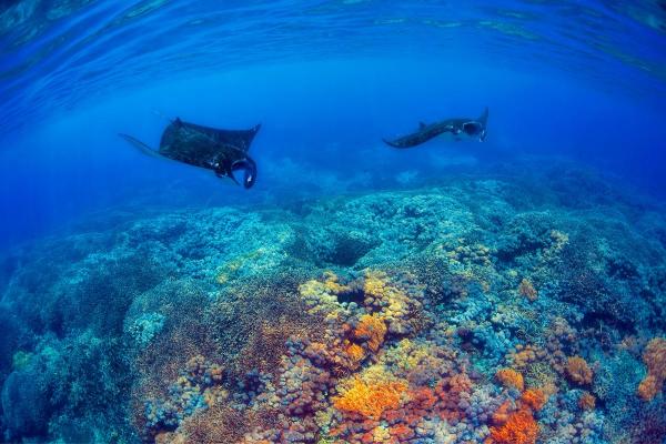 Onde vivem as arraias jamanta? - Distribuição de arraias-manta