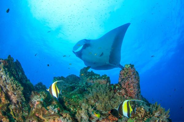 Onde vivem as arraias jamanta? - Habitat da arraia jamanta