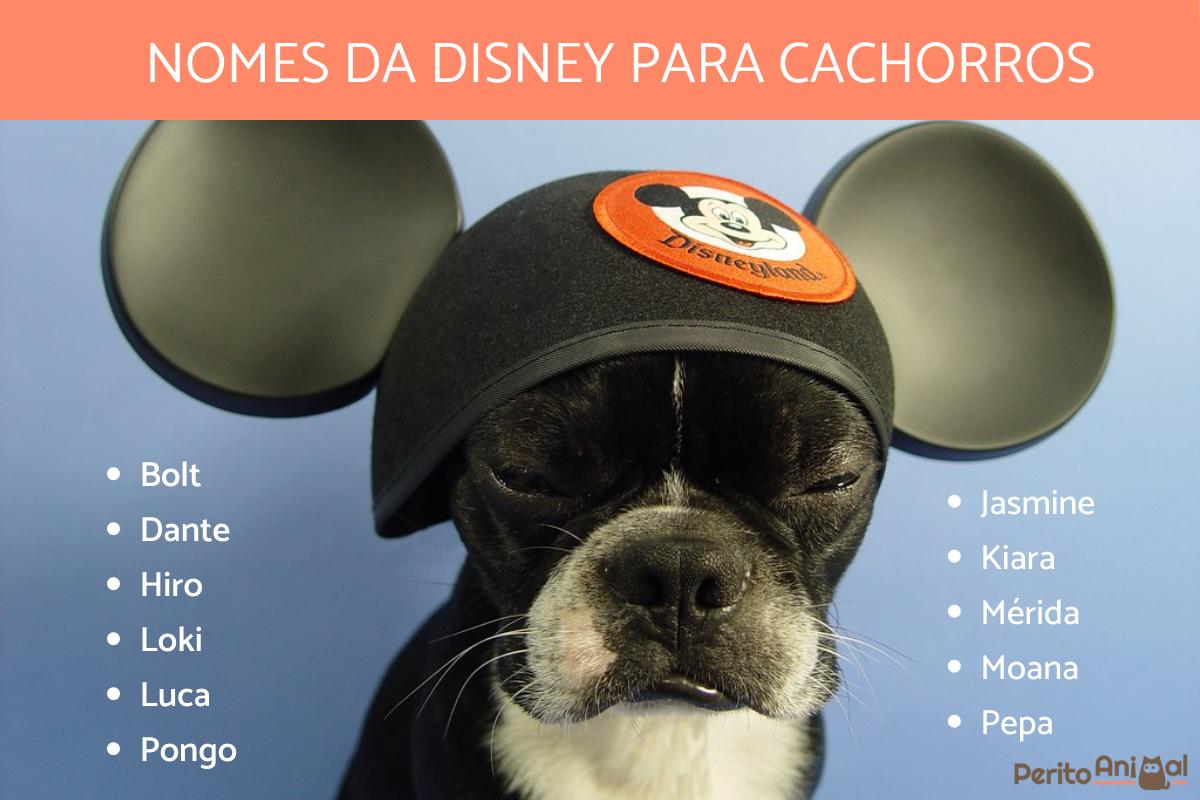 Nomes da Disney para cachorros