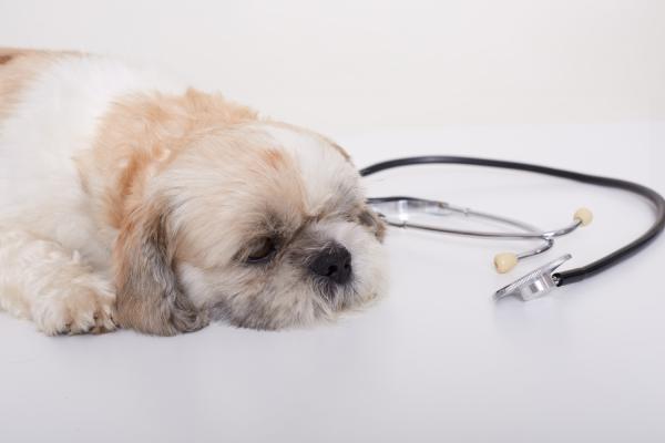 Cetoprofeno para cachorro: para que serve, doses, efeitos colaterais - Doses do Cetoprofeno para cachorro