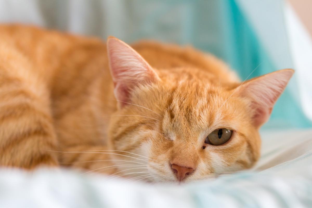 Prolapso no olho do gato - Sintomas e tratamento