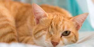 Prolapso no olho do gato - Sintomas e tratamento