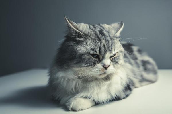 Sintomas de aborto em uma gata - Durante a gravidez da gata