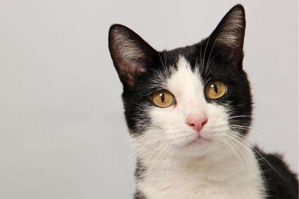 Significado das cores dos gatos - Gato bicolor: dualidade, proteção, transformação e orientação