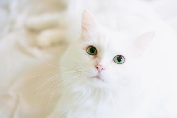 Significado das cores dos gatos - Gato branco: pureza e proteção