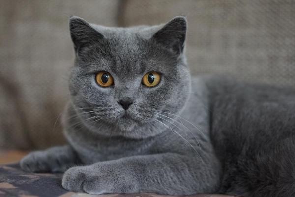 Significado das cores dos gatos - Gato cinza: equilíbrio ou resignação