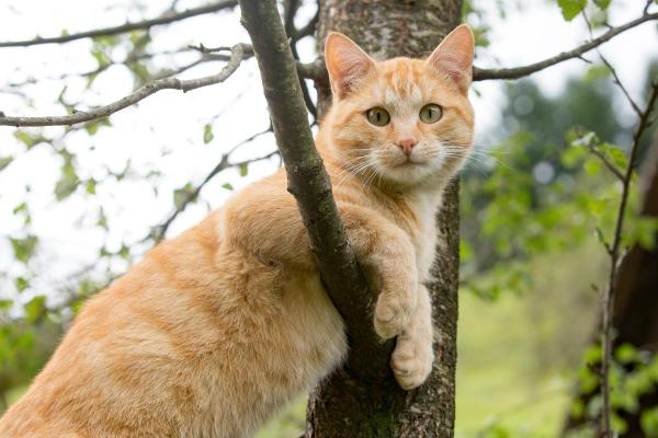 Significado das cores dos gatos - Gato laranja: vitalidade e estimulação mental