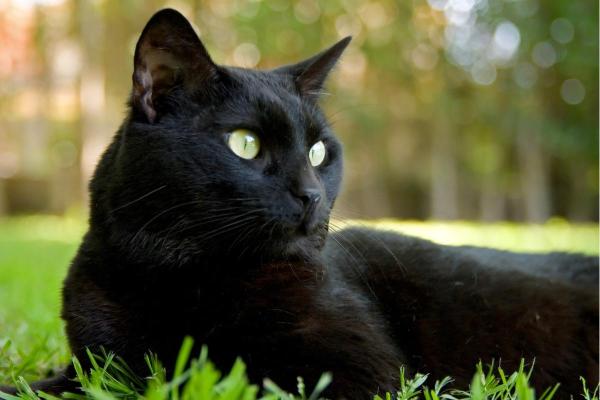 Significado das cores dos gatos - Gato preto: mistério, proteção e astúcia