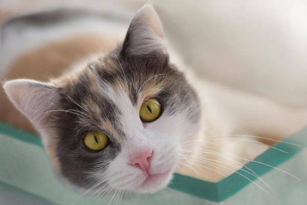 Significado das cores dos gatos - Gato tricolor: equilíbrio e boa sorte