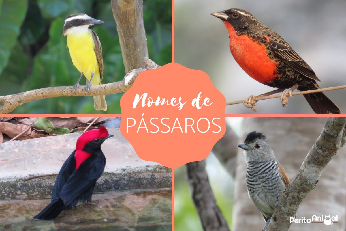 Nomes de pássaros de A a Z