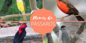 Nomes de pássaros de A a Z