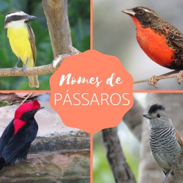 Nomes De Passaros Famosos De Desenhos Animados Nomes Para Calopsita:
