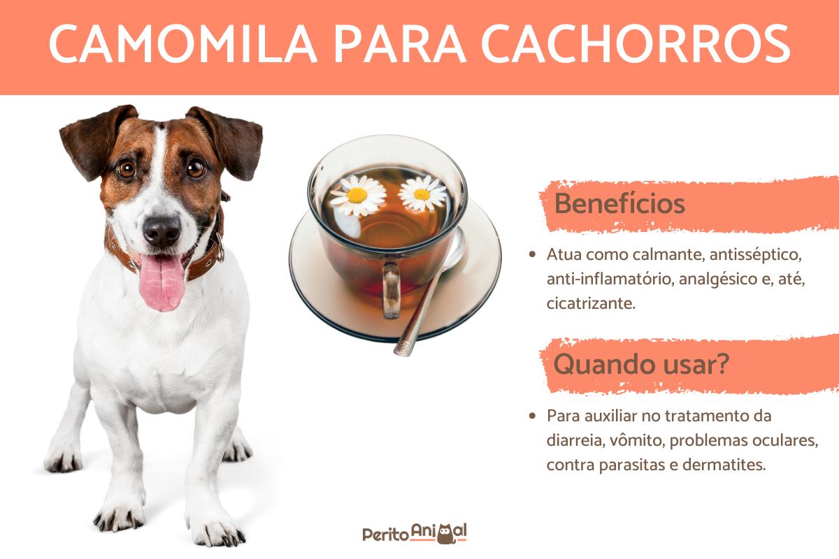 Cachorro pode tomar chá de camomila?