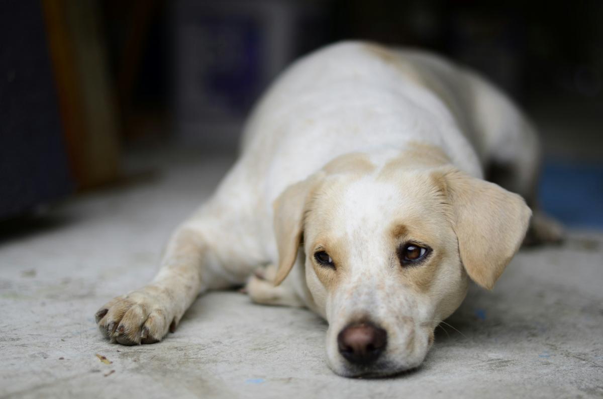Cachorro sente quando o dono vai morrer?