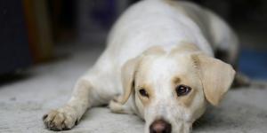 Cachorro sente quando o dono vai morrer?